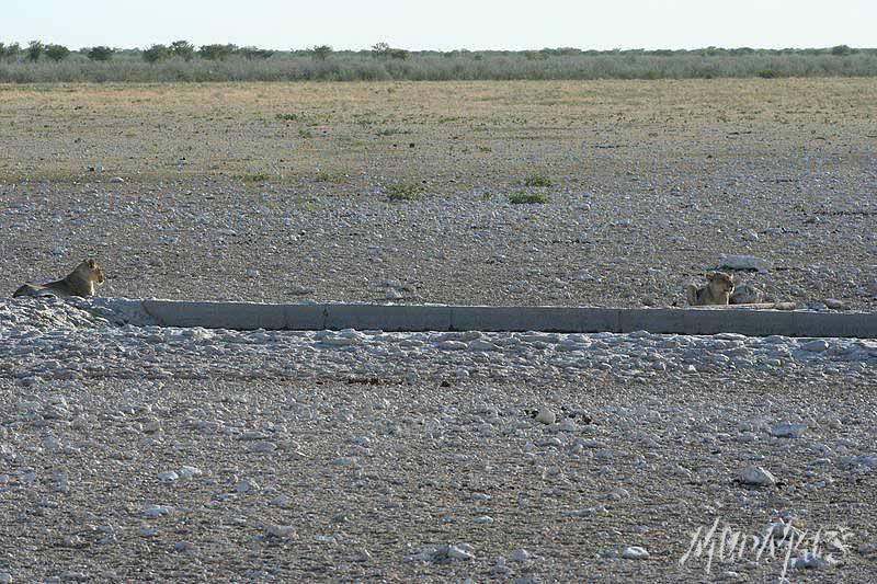 Mud Maps Africa Namibia 0630